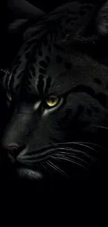 Majestic black panther in dark background, highlighting piercing eyes.