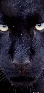 Close-up of a black panther with intense gaze for mobile wallpaper.