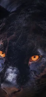 Close-up of a black panther's intense eyes in a dark setting.