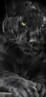 Majestic black panther with intense gaze on a dark background.