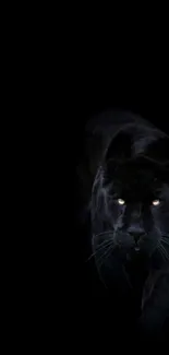 Majestic black panther in dark wallpaper.