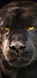 Majestic black panther with golden eyes on a dark background wallpaper.