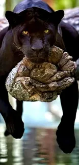 Black panther resting on a branch, reflected in water.