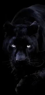 Majestic black panther with piercing eyes in dark wallpaper.