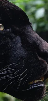 Close-up of a black panther with intense gaze in a lush setting.