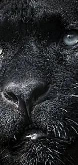 Close-up of a majestic black panther with piercing eyes.