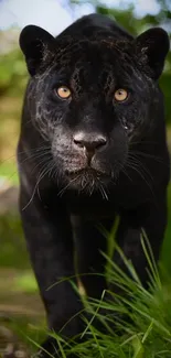 Majestic black panther in serene jungle wallpaper.