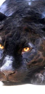 Majestic black panther with piercing eyes, resting.