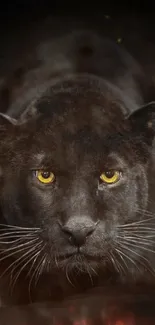 Stunning black panther with piercing yellow eyes on a dark background.