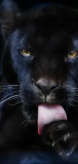 Black panther licking paw with intense eyes.