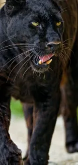 Majestic black panther walking through nature, showcasing elegance in wildlife.