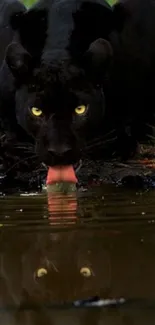 Black panther drinking water, reflection visible.