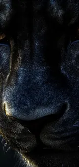 Close-up of a black panther's intense gaze.