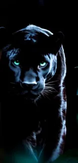 Mysterious black panther in the dark jungle.
