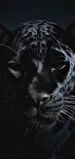 Close-up of a majestic black panther in darkness.