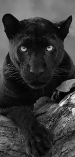 Black panther rests on a tree branch in a grayscale setting.