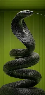 Majestic black snake coiled on a green background.