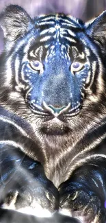 Majestic black tiger with blue eyes in a striking pose.