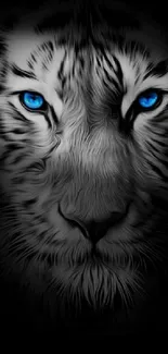 Majestic black and white tiger with blue eyes wallpaper.