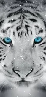 White tiger with striking blue eyes on a gray background.