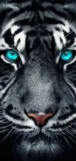 Majestic tiger with striking blue eyes in high definition mobile wallpaper.