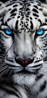 Majestic white tiger with blue eyes wallpaper.