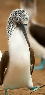 Blue-footed Booby walking with grace, displaying vibrant blue feet.