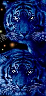 Two majestic blue tigers with starry background.