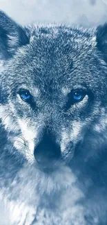 Majestic blue wolf staring intensely with a snowy backdrop.