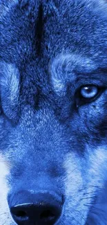 Blue-toned closeup of a wolf's face with piercing eyes for mobile wallpaper.