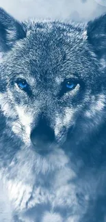 Majestic blue-toned wolf with piercing eyes wallpaper.