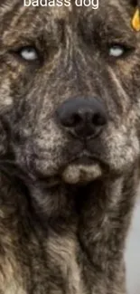 Majestic brindle dog with fierce eyes and dark fur in a captivating pose.