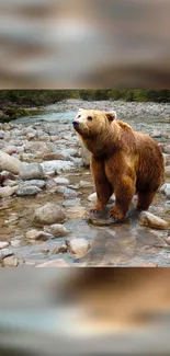 Brown bear standing in a rocky riverbed surrounded by scenic nature.