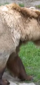 Brown bear in grassy forest setting mobile wallpaper.