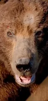 Close-up of a majestic brown bear in the wilderness, perfect for wildlife wallpaper.