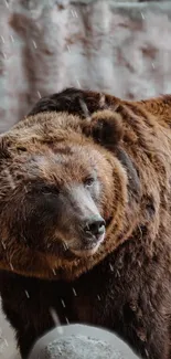 Brown bear close-up in natural setting, perfect for mobile wallpaper.