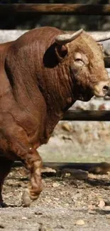 Majestic brown bull standing in natural setting.