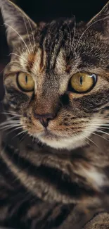 Close-up of a brown cat with striking amber eyes, perfect mobile wallpaper.