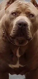 Majestic brown dog with golden chain posing outdoors.