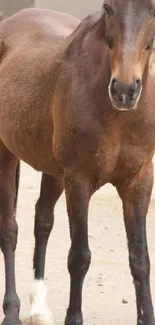 Majestic brown horse standing gracefully outdoors.