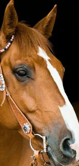 Majestic brown horse with intricate bridle on dark background.