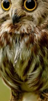 Close-up of a brown owl with piercing eyes and detailed feathers.