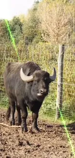 Buffalo standing in a fenced natural area with greenery and dirt ground.