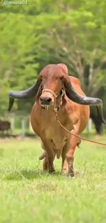 Majestic bull standing in a lush green field with trees in the background.