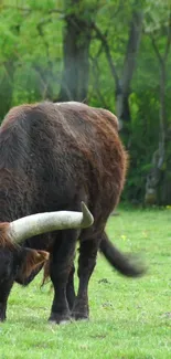 Majestic bull grazing in a green pasture with forest background.