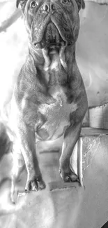 Black and white image of a muscular bulldog standing strong.