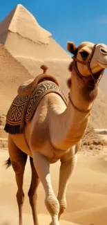 Camel standing before Egyptian pyramid in desert.