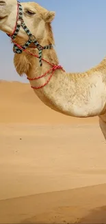 Camel in the golden desert under clear blue sky.