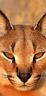 Close-up of a caracal cat with piercing eyes and ochre-colored fur.