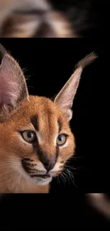 Majestic caracal with striking ears against a black background.